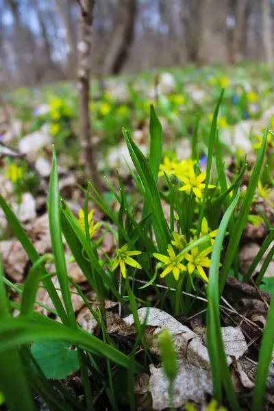 İlkbaharın sarı çiçekleri
