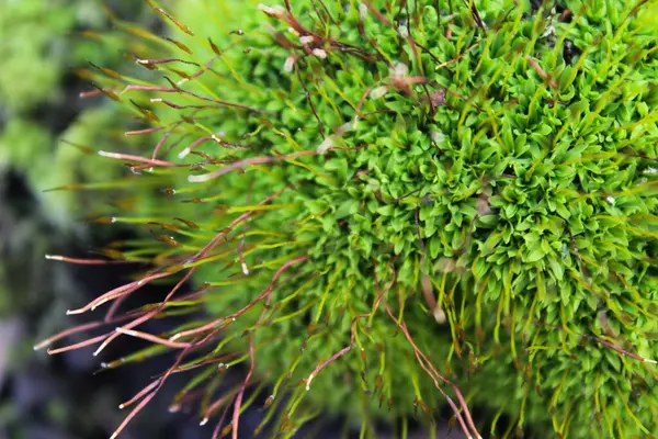 Narin yapıları ve dokuları olan canlı yeşil yosunlara yakın çekim.