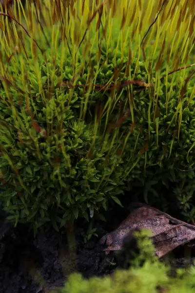 Doğal ortamda canlı yeşil yosun yakın plan.
