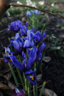 Ayrıntılı olarak çekilmiş zarif mavi süsen çiçekleri.