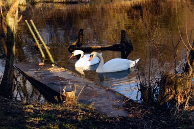 Huzurlu doğal bir gölde yansıtıcı bir gölde yüzen iki beyaz kuğu manzarası