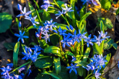 Yeşil yapraklı canlı mavi Scilla Siberica çiçeklerinin yakın çekimi