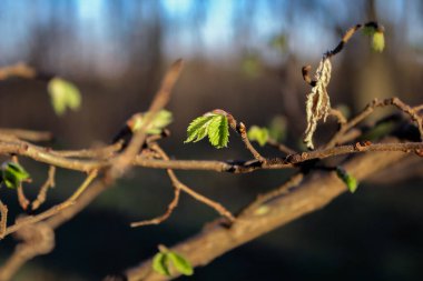 Bahar yapraklarının çiçek açması. Taze yaprak dokusu. Çiçek açan ağaçların arkaplanı