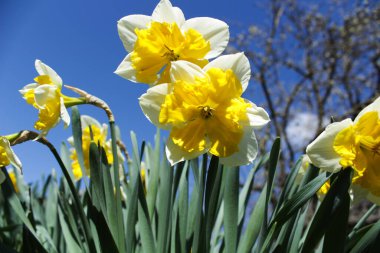 Bahçedeki nergisler