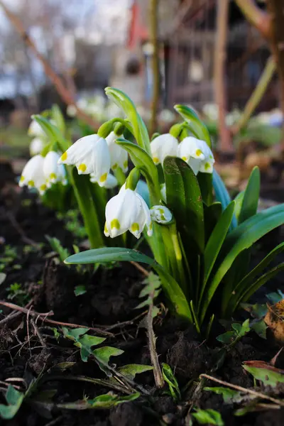 Yumuşak ışıkta açan bahar kar tanesi çiçeğinin makro çekimi