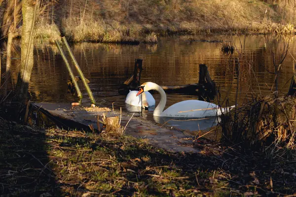 Huzurlu doğal bir gölde yansıtıcı bir gölde yüzen iki beyaz kuğu manzarası