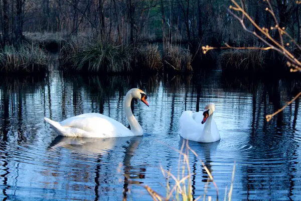 Sakin ve yansıtıcı bir gölde zarif kuğular, birlikteliği, barışı ve doğal güzelliği simgeleyen ebedi bir görüntü.