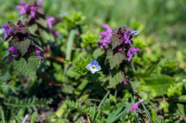 Güzel çiçeklerin güzel manzarasını kapat.