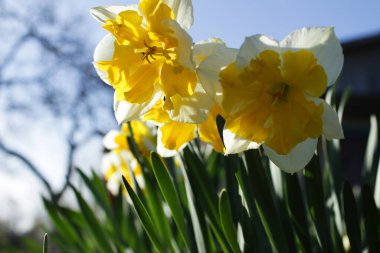 Bahçedeki güzel çiçekler