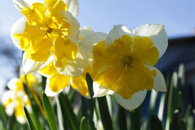 Güneşli bahar ışığında sarı-turuncu nergisler