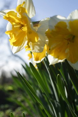 Güzel çiçekler, çiçek konsepti