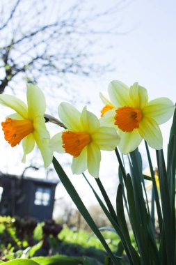 Güzel sarı nergisler bahçede
