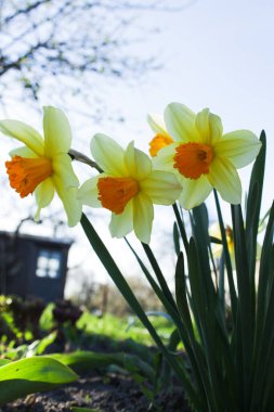 Güzel sarı nergisler bahçede