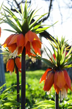 Bahar güneşinde açan kraliyet çiçekleri.