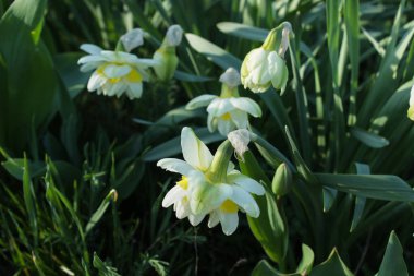Katmanlı taç yapraklı beyaz 'Beyaz Aslan' nergisinin yakın çekimi