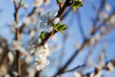 Ağaç dallarında beyaz taç yaprakları olan kiraz çiçekleri