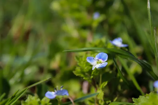 Taze yeşil yapraklarla çevrili canlı mavi Veronica çiçekleri, doğal gün ışığında yakalanır..