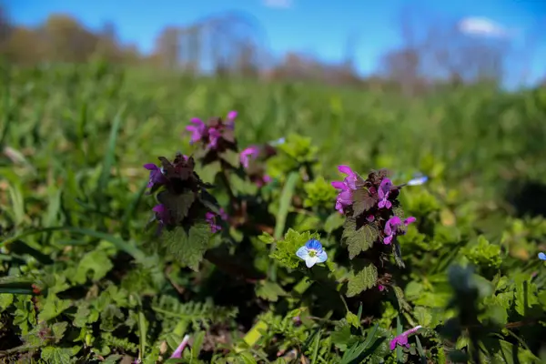 Ormanda mor çiçekler