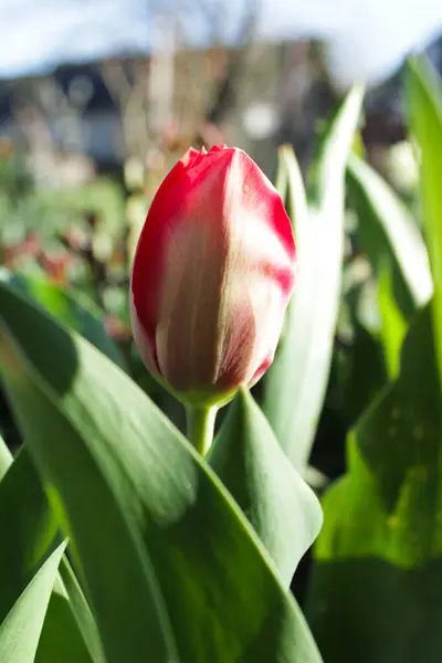 Parktaki güzel laleler