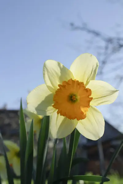 Hollanda 'da güneşli bir günde nergisler
