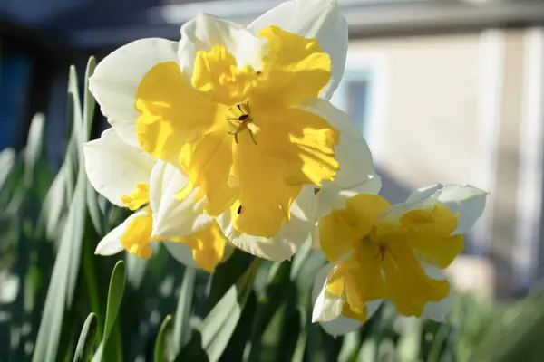 Mavi gökyüzünde sarı çiçekler