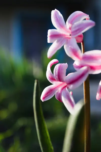 Zarif pembe sümbül çiçekleri ve karmaşık taç yaprakları.