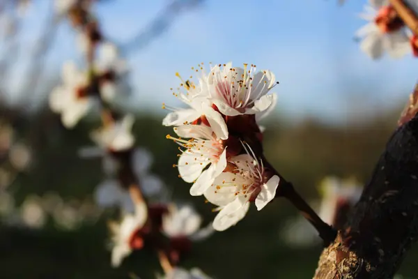 Zarif kiraz çiçekleri, canlı beyaz taç yapraklarıyla yakın plan.