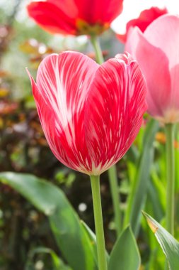 Bahçedeki kırmızı lale çiçekleri