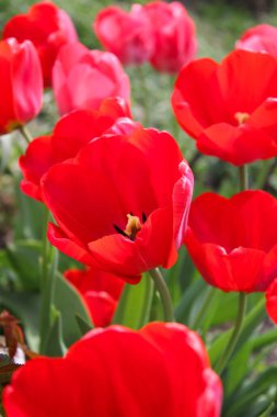 Bahçedeki kırmızı laleler