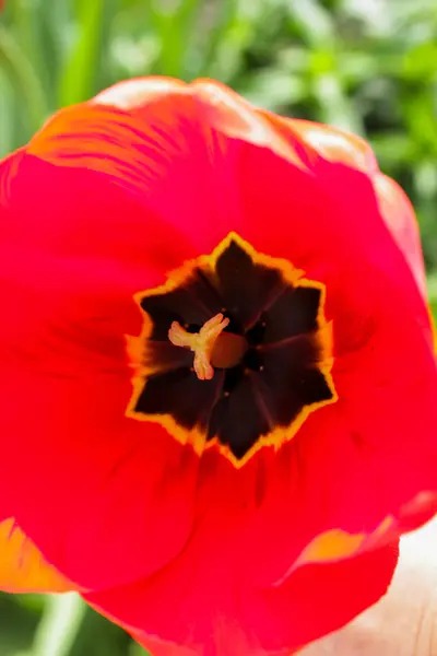 Kırmızı lale çiçeğine yaklaş.