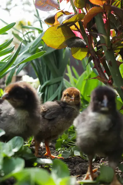 Çimlerin üzerinde küçük bir tavuğun yakın çekimi.
