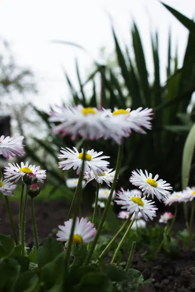 Bahçede beyaz papatya (lat. Bellis lerdeki)