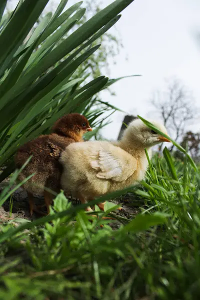 Sevimli küçük tavuklar çimenlik alanda ya da doğal arka planda çayırlarda