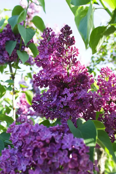 İlkbahar güneşinde yakalanan güzel mor leylak dalları