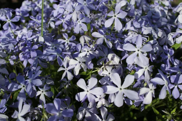 Bahçede güzel bahar çiçekleri
