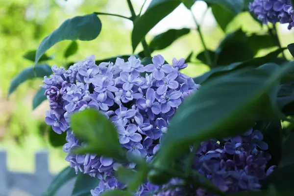 Bahçedeki leylak çalısı