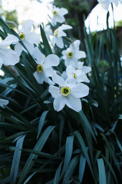 Spring flowers. Close up of narcissus flowers blooming in a garden. Daffodils