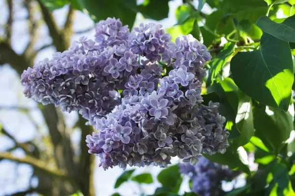 Güzel mavi leylak dalları bahar güneşinde yakalanır.
