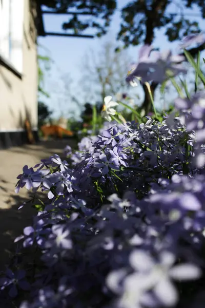 Tatlı William (Phlox divaricata) Parfüm bulutları Mayıs ayında bir bahçede çiçek açar