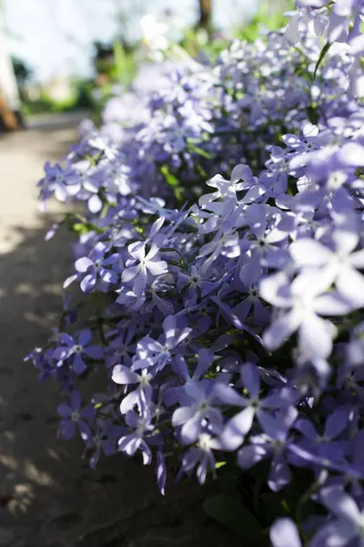 Çiçekte Phlox divaricata 'Parfüm Bulutları'.