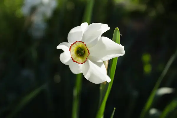 Beyaz narsisli çiçeğe yakın çekim