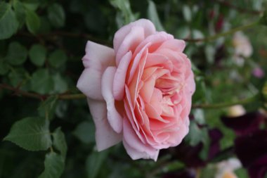 Bahçedeki güzel pembe bir gülü yakından çek. Zarif taç yaprakları ve canlı renkler sergiliyor..