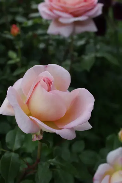 Narin Pembe Gül Bud Gün Işığında Açılıyor