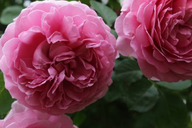 Çiçek açan pembe güllere yakın çekim. Karmaşık taç yaprakları ve yumuşak bir odak noktası.