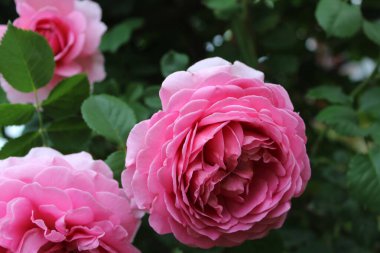 Doğal ışıkta yemyeşil yapraklı pembe güllerin yakın çekimi