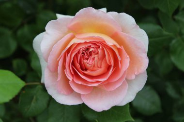 Yumuşak pembe ve şeftali yapraklı güzel bir gülün yakın çekimi.