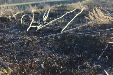 Yanmış topraktan yeni bir hayat doğuyor.