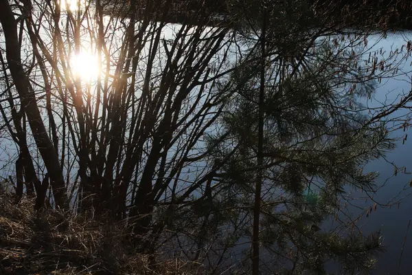 Ormanda gün batımı