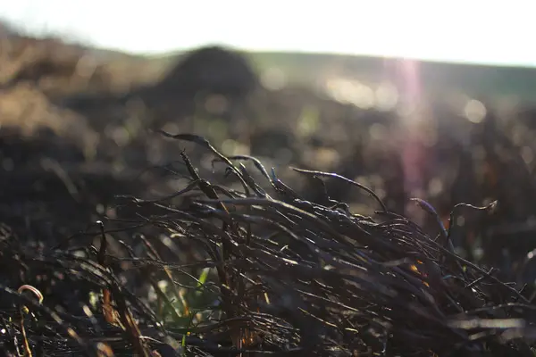Yanmış topraktan yeni bir hayat doğuyor.