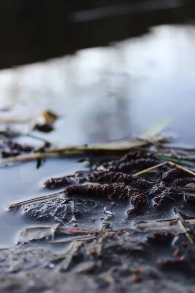 Sakin bir gölette deniz yosunları ve çökeltilerin yakın görüntüsü
